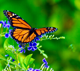 Fototapeta premium Endangered Monarch Butterfly in beautiful Orange and Black Pattern with white spots on purple flowers