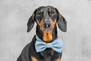 A stylish dachshund poses against a gray backdrop, showcasing a charming blue bow tie. this elegant canine exudes sophistication and charm.