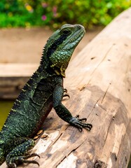 Lizard on a log in a garden