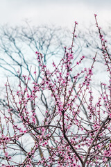 pink plum tree blossoms in australian backyard garden in spring