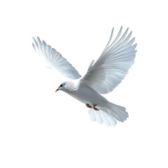 Obraz premium A white dove in flight against a plain white background