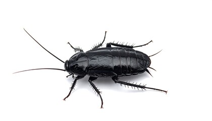 Black cockroach isolated on white