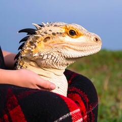 Lizard on lap, close-up