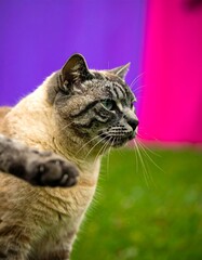Close-up of a cream-and-gray tabby cat outdoors, with a purple and pink backdrop