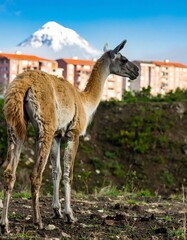 Llama in a city landscape