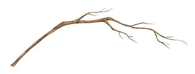 Watercolor illustration of a simple bare branch with delicate hand painted details. Perfect for floral compositions, wedding invitation, postcard, packaging, textile design, or seasonal artwork © Evgeniia