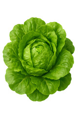 Obraz premium . Fresh Green Lettuce with Curly Leaves Isolated on White Background – Healthy Vegetable Illustration