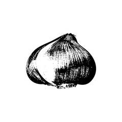 Vector Detailed of a single garlic bulb.