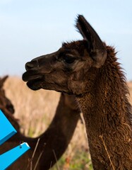 Llama profile in a field
