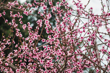 pink plum tree blossoms in australian backyard garden in spring