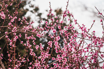 pink plum tree blossoms in australian backyard garden in spring
