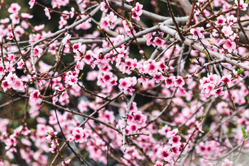pink plum tree blossoms in australian backyard garden in spring