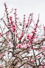 pink plum tree blossoms in australian backyard garden in spring