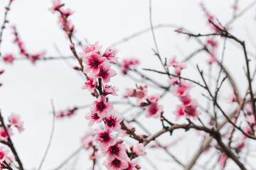 pink plum tree blossoms in australian backyard garden in spring