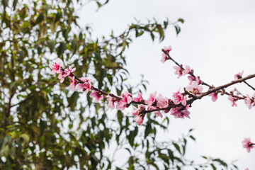 pink plum tree blossoms in australian backyard garden in spring