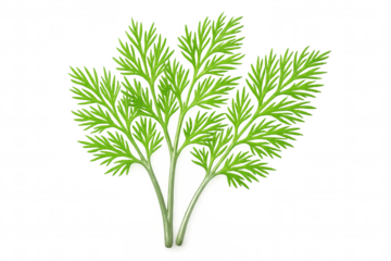 Sprigs of fresh dill on a transparent background, ready to add flavor to any culinary creation