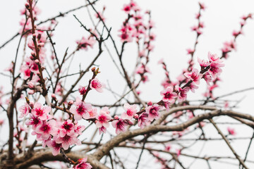 pink plum tree blossoms in australian backyard garden in spring