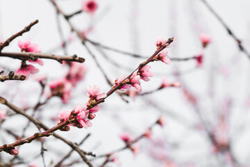 pink plum tree blossoms in australian backyard garden in spring