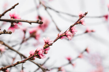 pink plum tree blossoms in australian backyard garden in spring