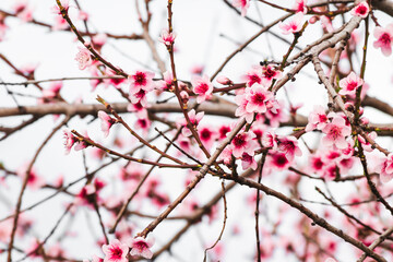 pink plum tree blossoms in australian backyard garden in spring