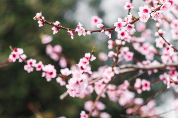 pink plum tree blossoms in australian backyard garden in spring