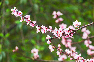 pink plum tree blossoms in australian backyard garden in spring