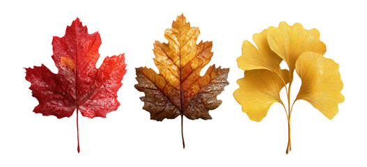 Vibrant Autumn Leaves in Various Colors on White Background