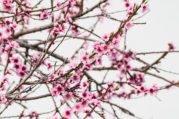 pink plum tree blossoms in australian backyard garden in spring
