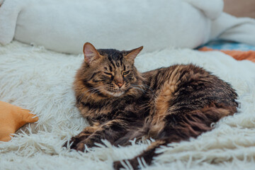 Young cute longhair bengal cat laying on the white blanket indoors.