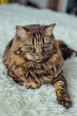 Young cute longhair bengal cat laying on the white blanket indoors.