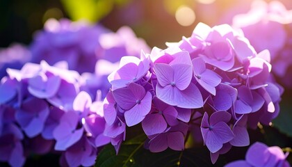 Close-up of vibrant purple hydrangeas in sunlight