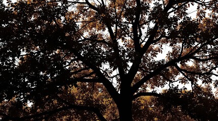 Naklejka premium Autumn Tree Silhouette.