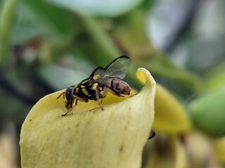 Fruit flies land on yellow flowers after morning rain.