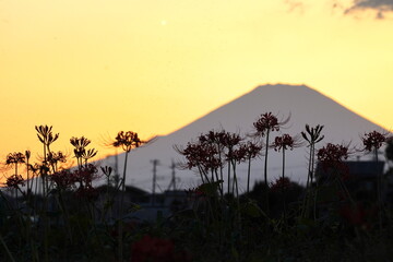 夕焼けに染まる空を背景に、彼岸花が群生しているシルエットの写真です。彼岸花の向こうには富士山の雄大な姿が見えます。