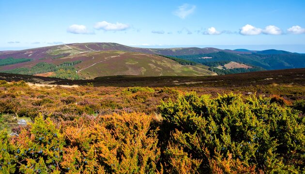 Mountain landscape with colorful heath