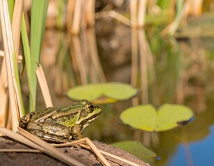 Green frog sits on pond bank, reeds, lilies