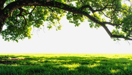 Fototapeta premium Tree standing tall in a sunlit field with wide open space for copy text and a natural background setting