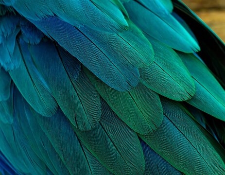 Close-up of vibrant teal and green parrot feathers