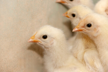 baby one day chicks, chicken poultry, just hatched out the eggs, at the farm indoors