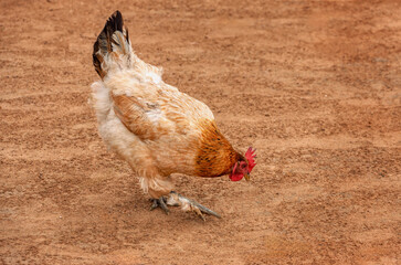 tswana chicken, orpington hen in the yard walking on the sand,