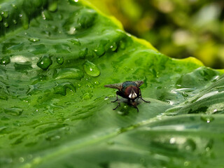Red-eyed and thin-winged flies perched on fresh green leaves after rain, with blurred nature background. This type is often seen flying in kitchens, cages, trash cans, etc.