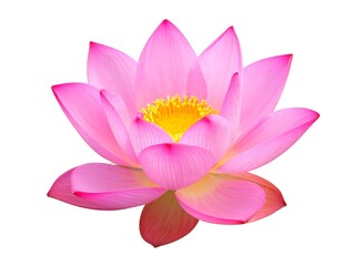 Close-up of a pink lotus flower (2)