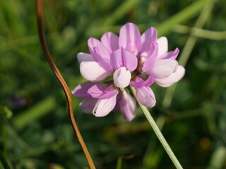 Close-up of Pink Crown Vetch (Securigera varia) Flowers Blooming in Early September, South Boulder Creek Trail, Colorado