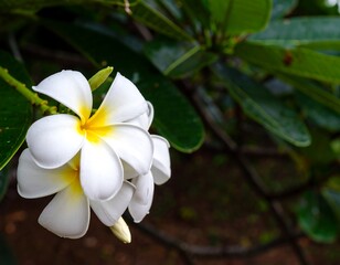Obraz premium Close-up of a Plumeria flower