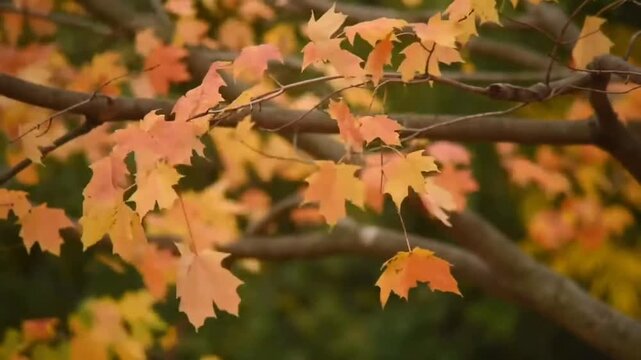 wind blows through red maple leaves