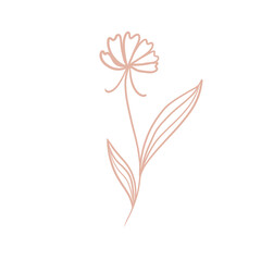 pink flower illustration 