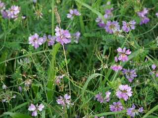Obraz premium Field of Pink Crown Vetch (Securigera varia) Flowers Blooming in Early September, South Boulder Creek Trail, Colorado
