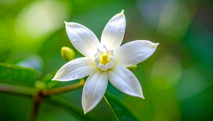 Fototapeta premium Close-up of a pristine white flower