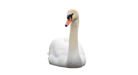Elegant white mute swan sitting gracefully isolated on white.