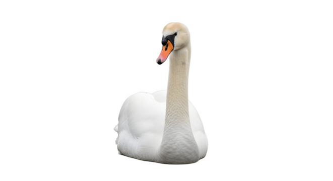 Elegant white mute swan sitting gracefully isolated on white.